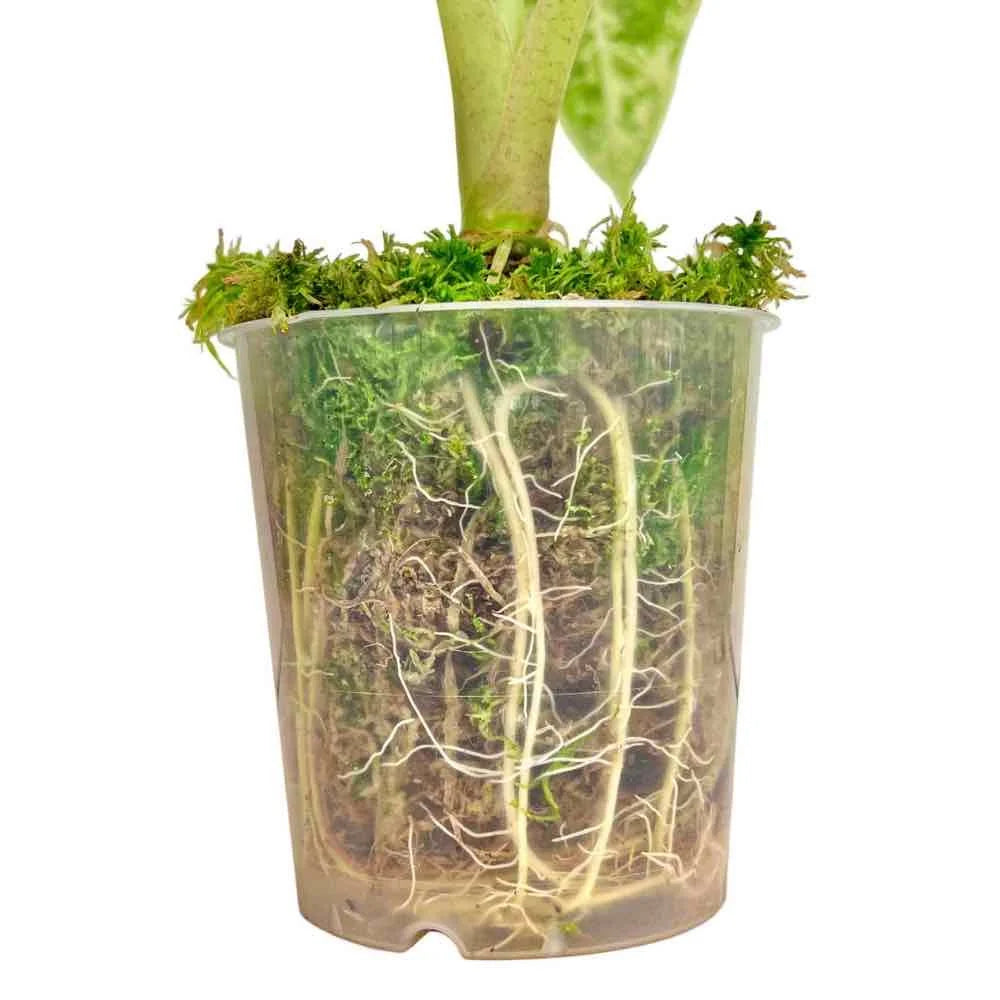 Premium sphagnum mos (veenmos) – 3 liter