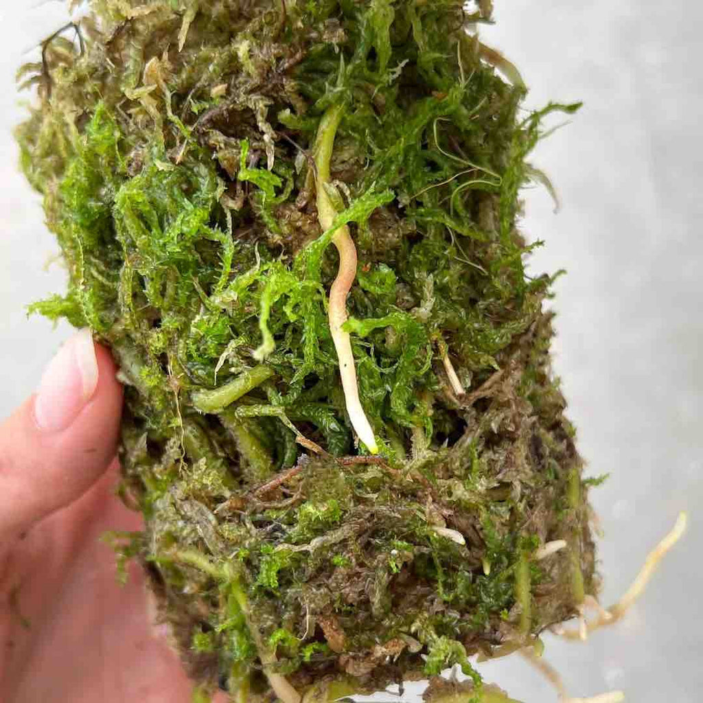 Premium sphagnum mos (veenmos) – 3 liter