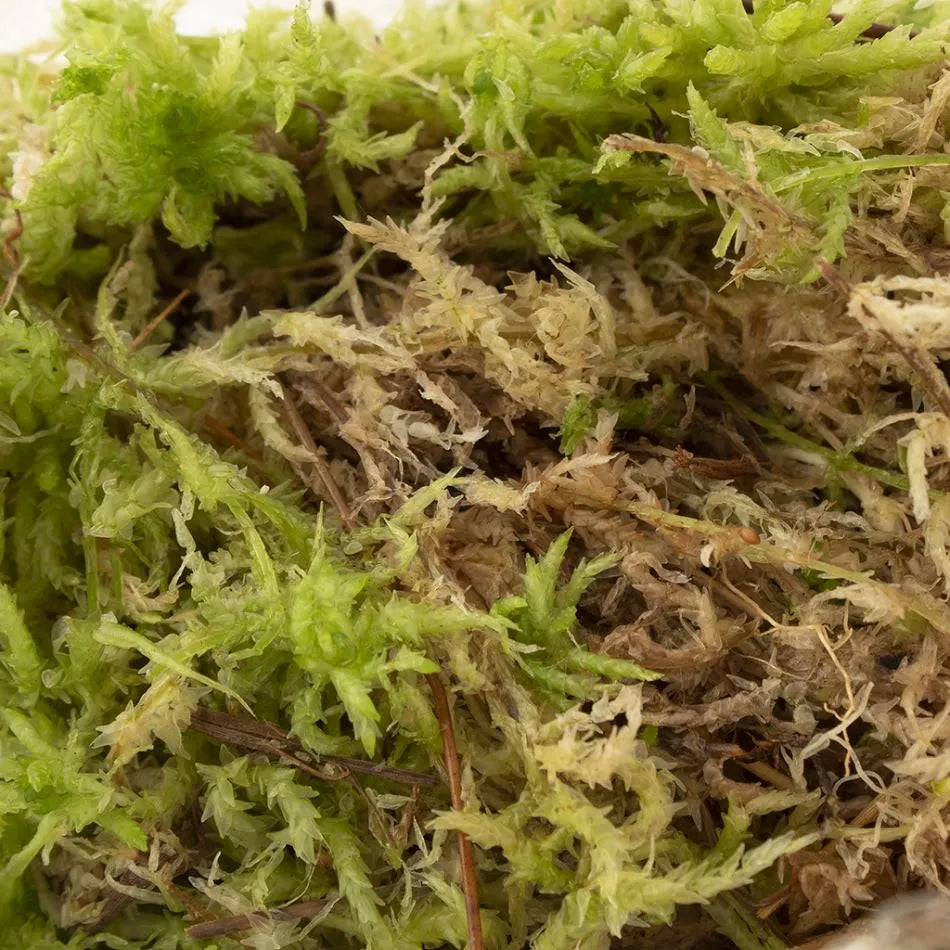 Premium sphagnum mos (veenmos) – 3 liter
