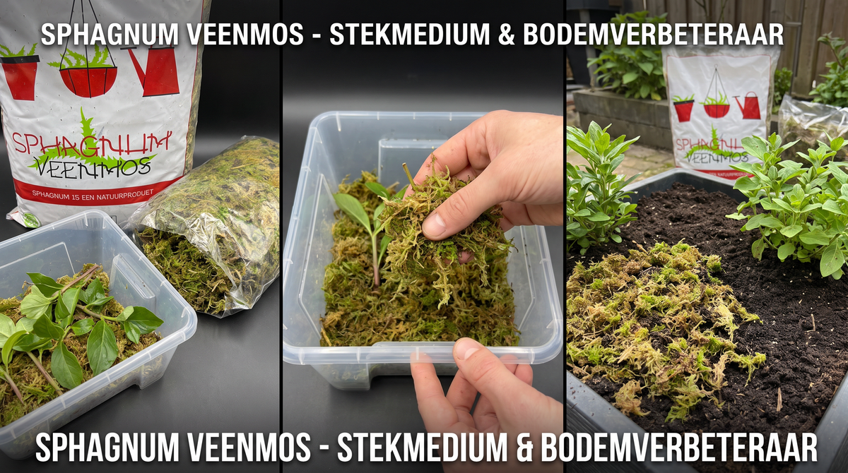 Hoe gebruik je sphagnum moss?